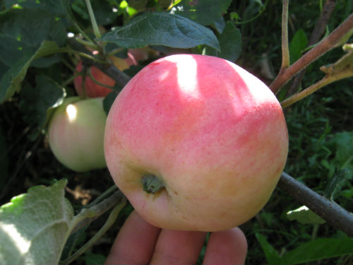 купить саженцы яблони