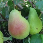 купить саженцы груши