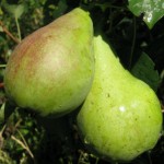 купить саженцы груши