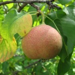 купить саженцы груши