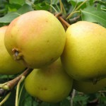 купить саженцы груши