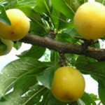 купить саженцы сливы