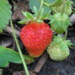 купить рассаду земляники садовой