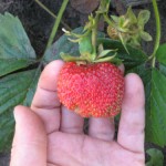 купить рассаду земляники садовой