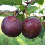 купить саженцы сливы