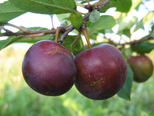 Сливо-вишневый гибрид «Опата»
