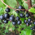 купить смородину черную