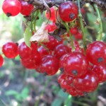 купить смородину красную