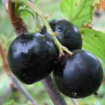 купить черную смородину