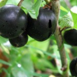 купить саженцы черной смородины
