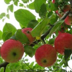 сорта яблонь