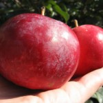 сорта яблонь