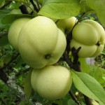 купить саженцы яблони