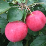 купить саженцы яблони