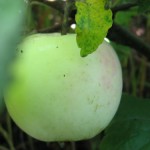 купить саженцы яблони