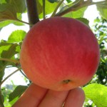 купить саженцы яблони