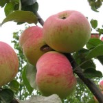 купить саженцы яблони