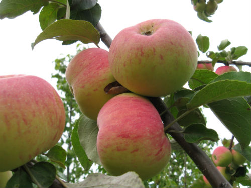 Яблоня «Подарок садоводу»