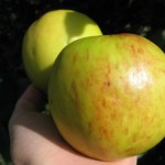 купить саженцы яблони