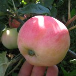 купить саженцы яблони