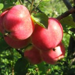 купить саженцы яблони