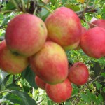 купить саженцы яблони