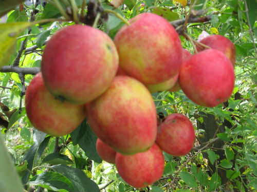 купить саженцы яблони