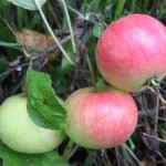 купить саженцы яблони