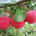 купить саженцы яблони