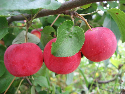 Яблоня «Зимний шафран»