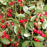 купить вишню