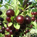 купить саженцы вишни песчаной