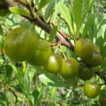 купить саженцы вишни песчаной