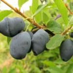 купить саженцы жимолости