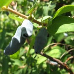 купить саженцы жимолости