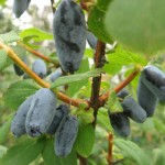 купить саженцы жимолости