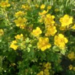 лапчатка желтая