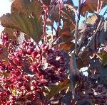 Пузыреплодник "Диабло"