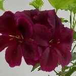 Пеларгония вишневая Королевская