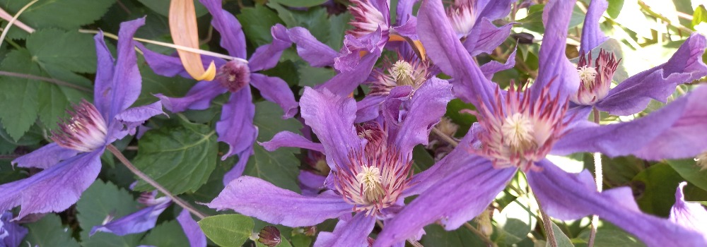 kupity-klematis