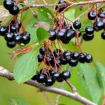 Черноплодная рябина купить