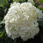 Гортензия "Анабель"