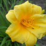 Лилейник «Стелла де Оро» купить