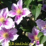 купить клематис