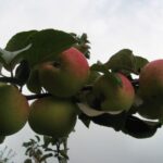 Яблоня "Мельба"