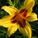 Купить лилейник Бонанза