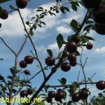 Вишня Владимирская