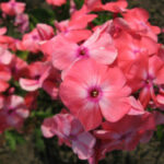 Флокс «Оранжевый гигант» купить