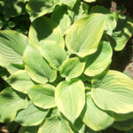 Хоста «Ауреомаргината» купить