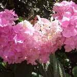 Гортензия крупнолистовая "Король Георг V" ("King Georg V")